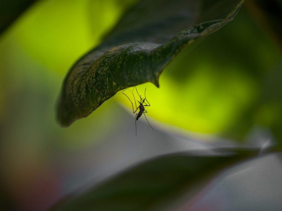 Ilustračná snímka komárov.