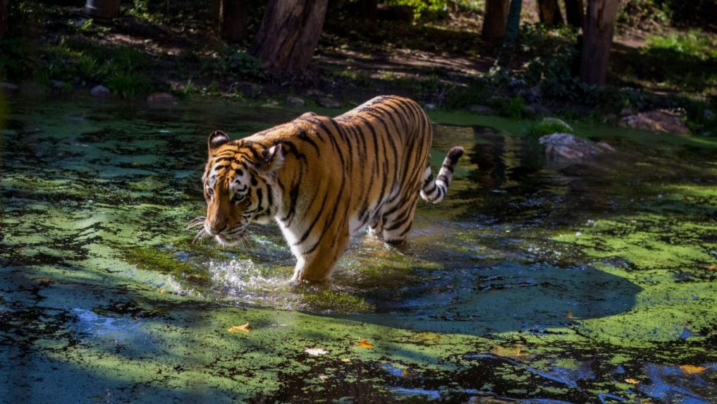 tiger