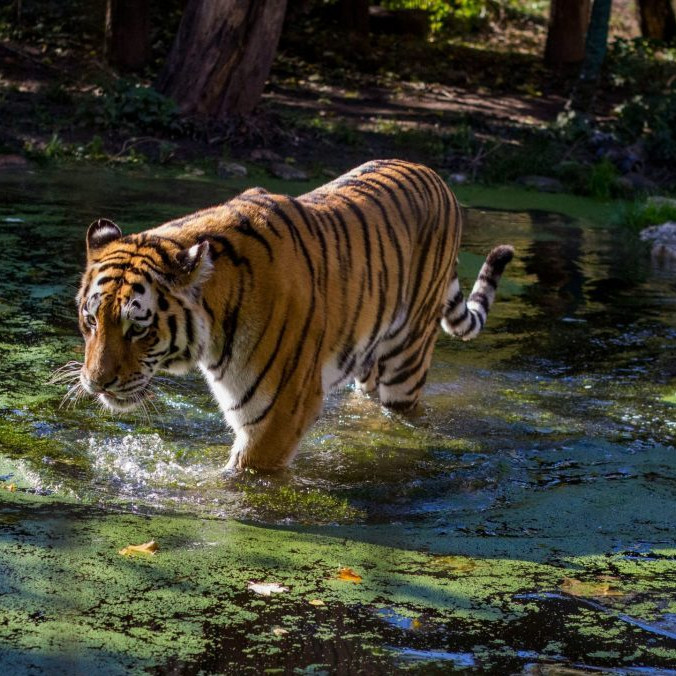 tiger