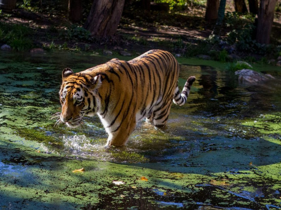 tiger