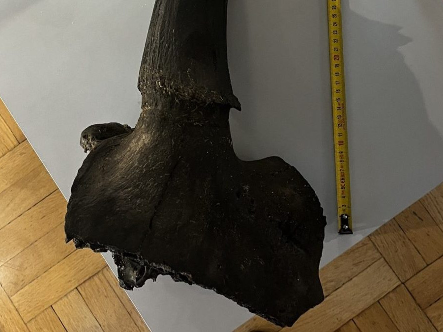 Na snímke nález len 11-ročného chlapca v Poľsku.