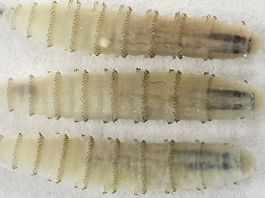 Z cestovania si priniesol parazita požierajúceho ľudské mäso. V Marylande identifikovali vzácnu nákazu červom