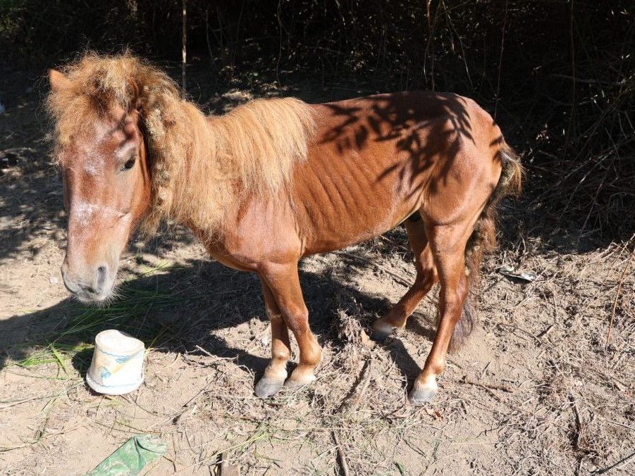 Priviazaný o strom, bez prístupu ku krmivu či vode: Viackrát súdne trestaný muž skončil za týranie koňa vo väzbe