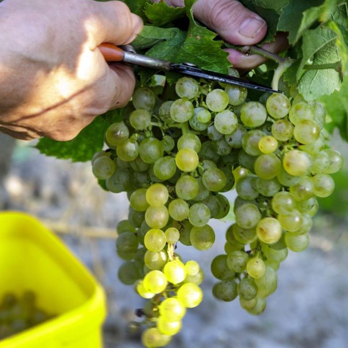 Zber hrozna vo vinohrade vinárstva v bratislavskej Rači.