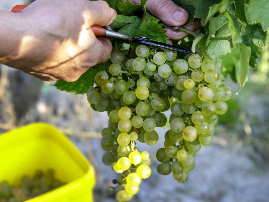 Zber hrozna vo vinohrade vinárstva v bratislavskej Rači.