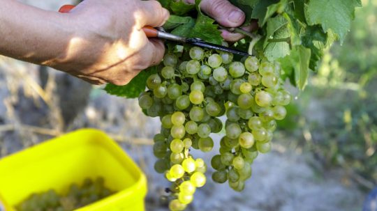 Zber hrozna vo vinohrade vinárstva v bratislavskej Rači.