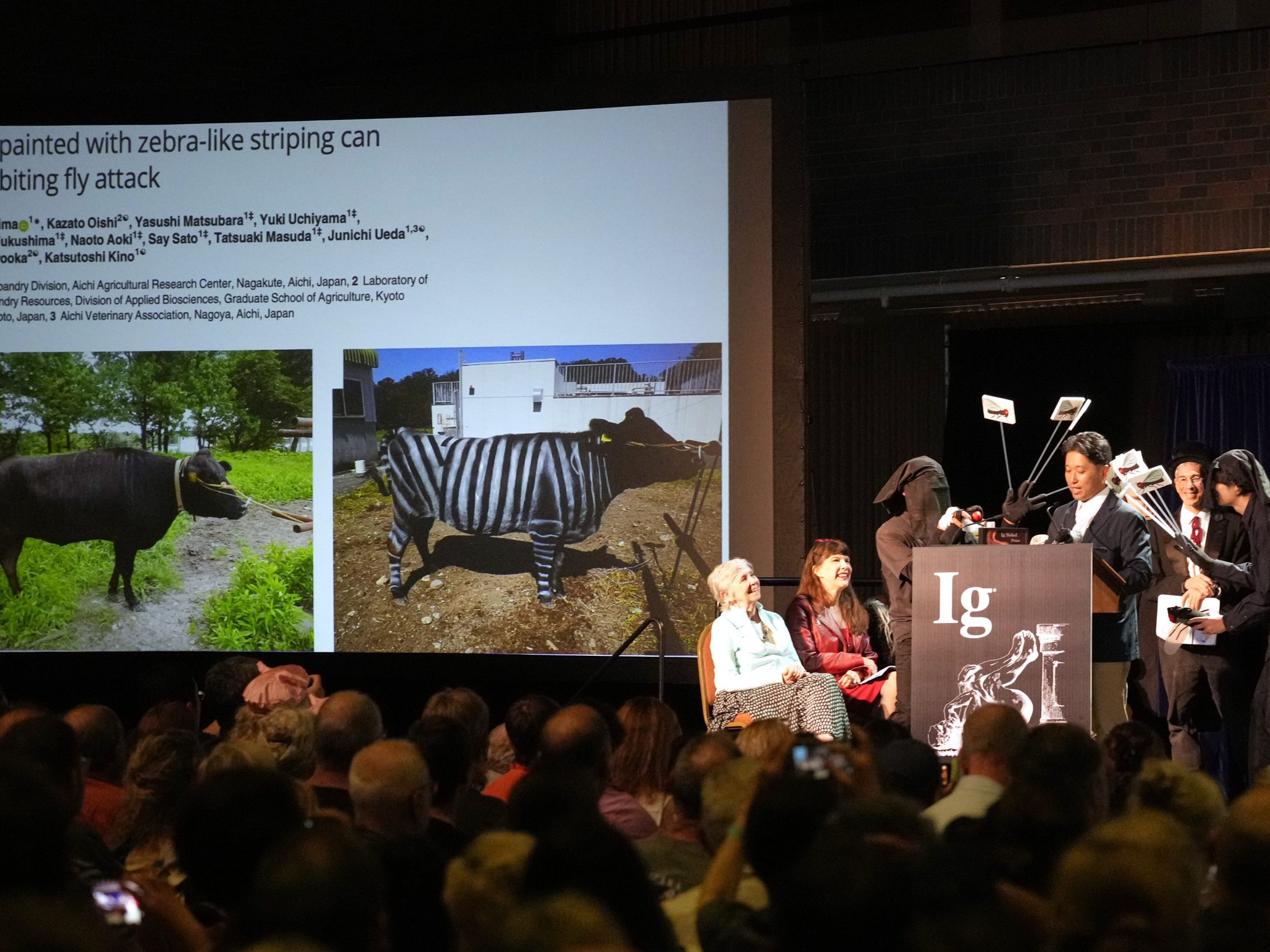 Na snímke vedci, ktorí v rámci výskumu natreli kravy zebrími pruhmi.