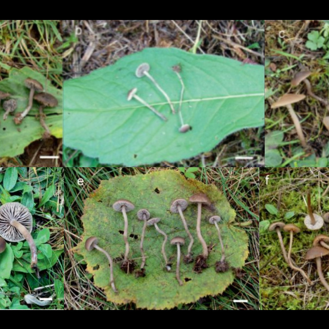 Huby Dermoloma.
