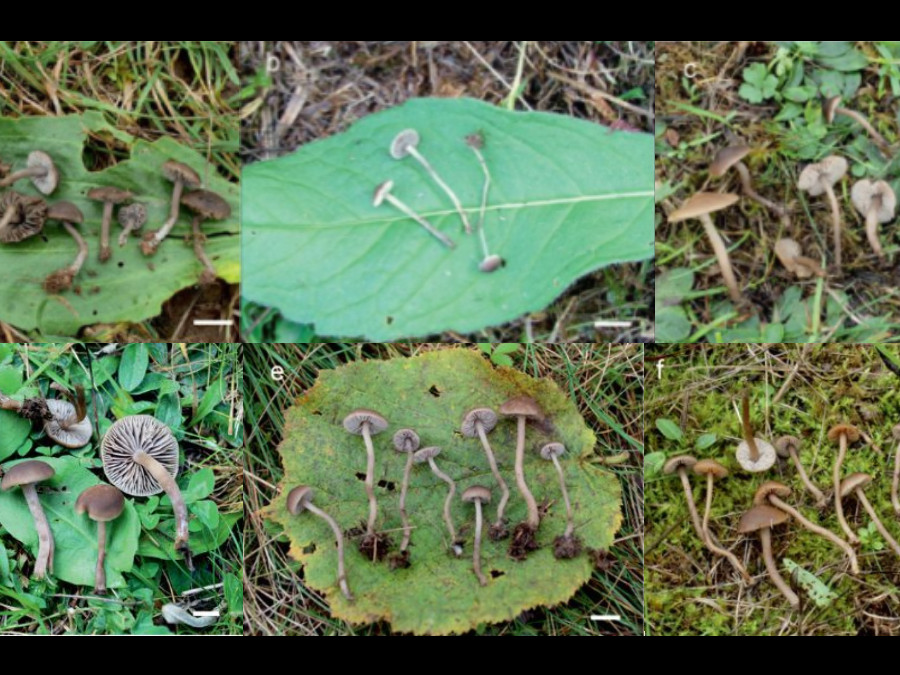 Huby Dermoloma.