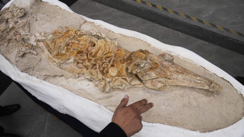 fosília delfína z Peru
