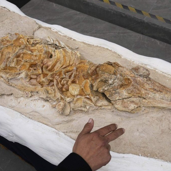 fosília delfína z Peru