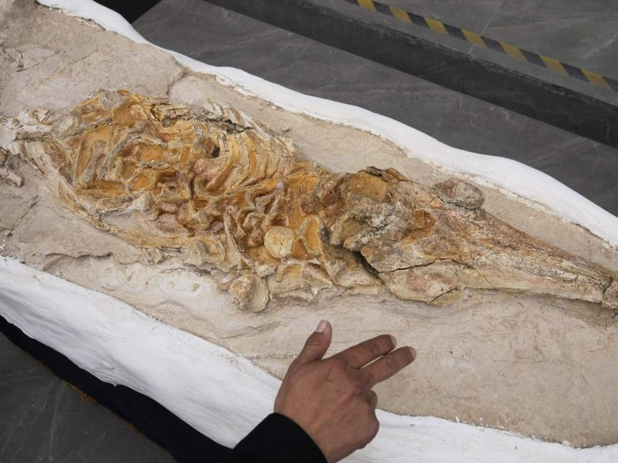 fosília delfína z Peru