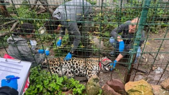 Z Holandska si prišli šelmy vyzdvihnúť traja ošetrovatelia a veterinár.