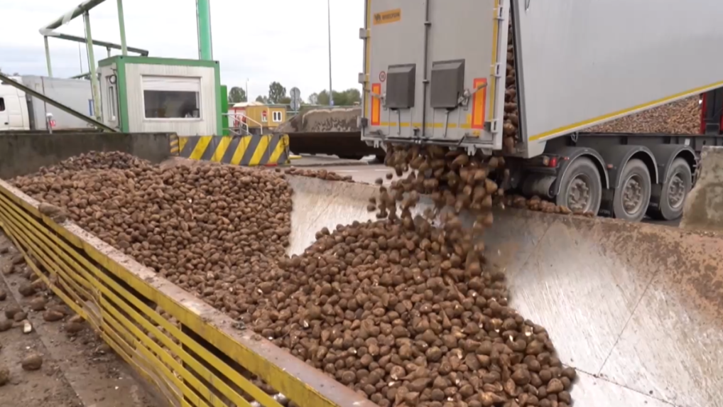 Začal sa zber cukrovej repy: Napriek tohtoročnej učebnicovej úrode budú ceny cukru postupne rásť