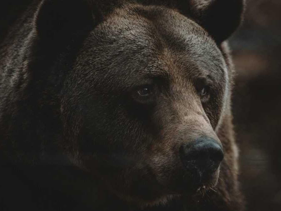 Ilustračná snímka medveďa hnedého.