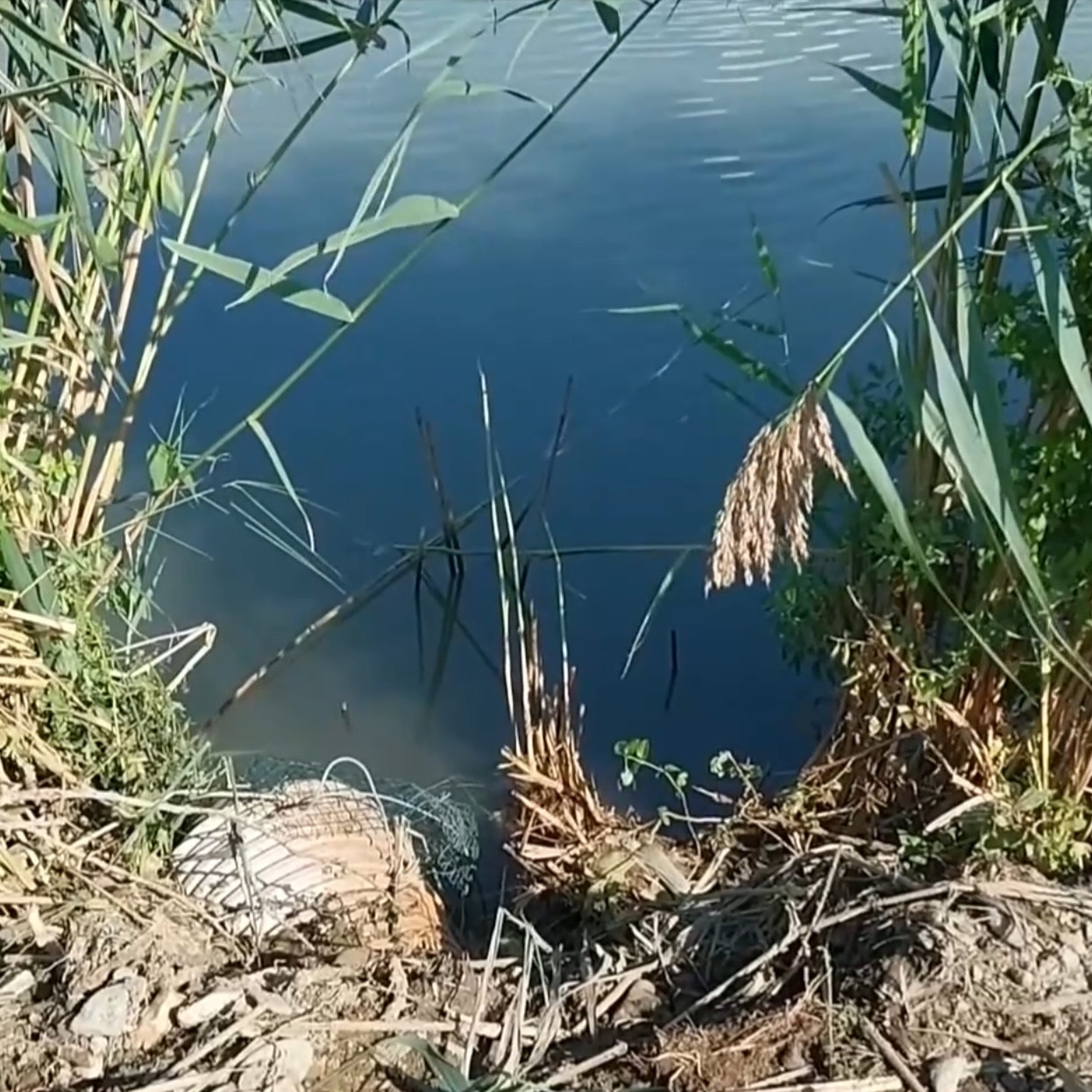 Hasiči zapojili čerpadlá a spustili trojdňovú akciu na záchranu rýb.