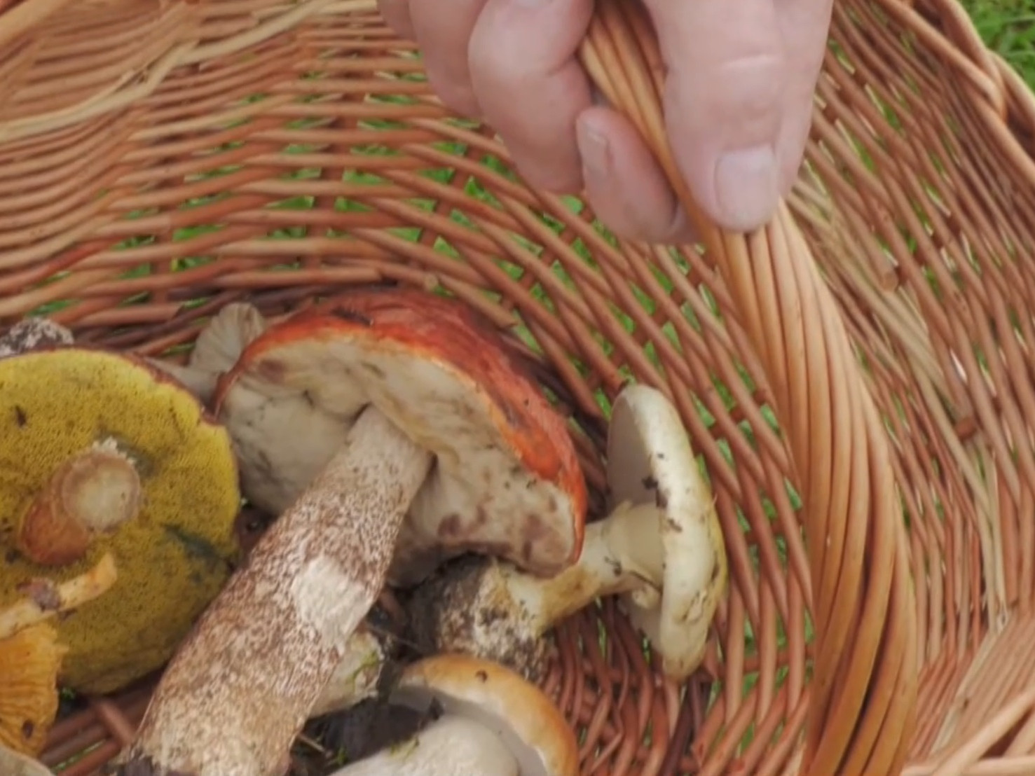 Ľudia by mali zbierať iba huby, ktoré naozaj poznajú.