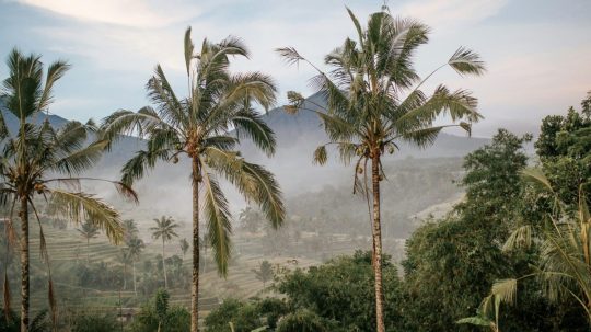 príroda na Bali