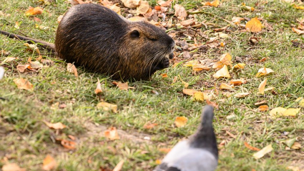 Na snímke nutria riečna.