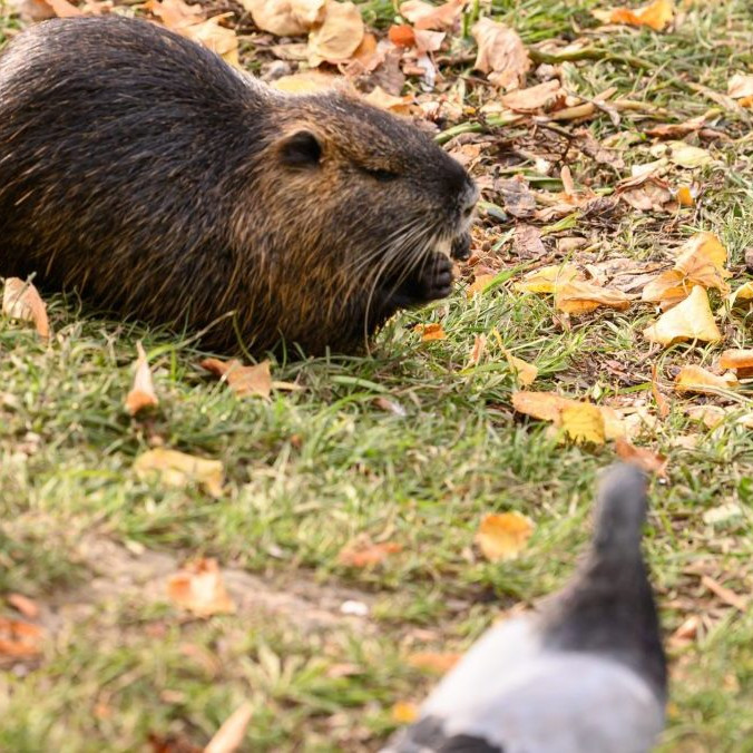 Na snímke nutria riečna.