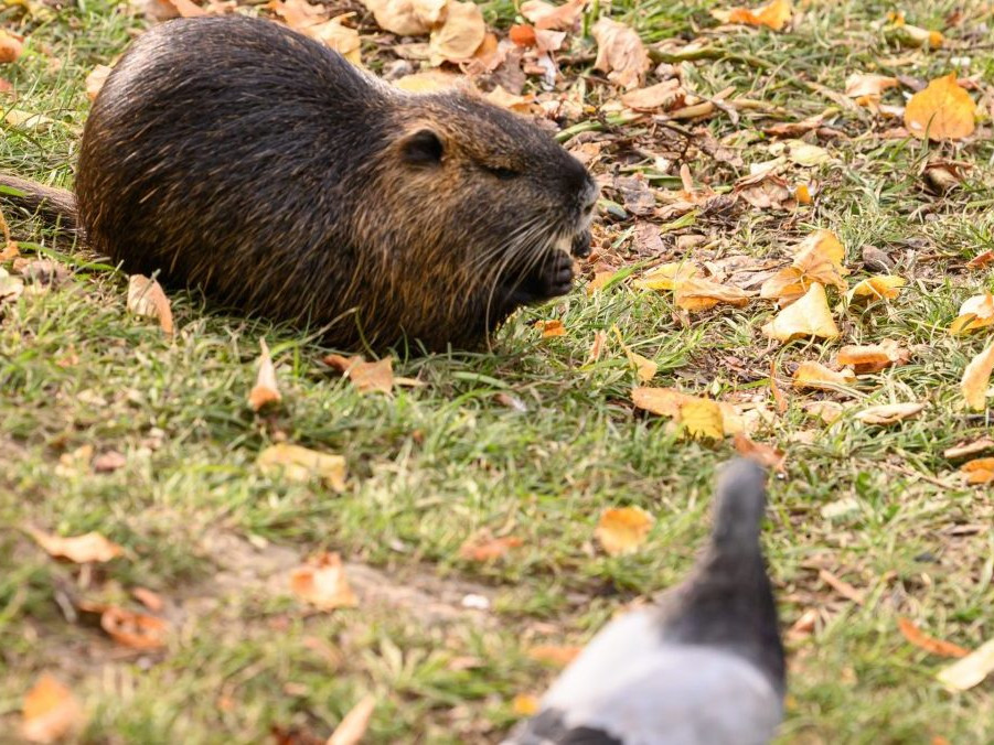 Na snímke nutria riečna.