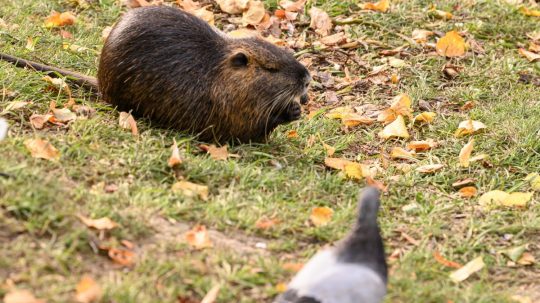 Na snímke nutria riečna.