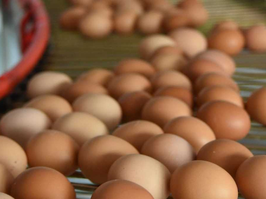 Vajcia na dopravníku.