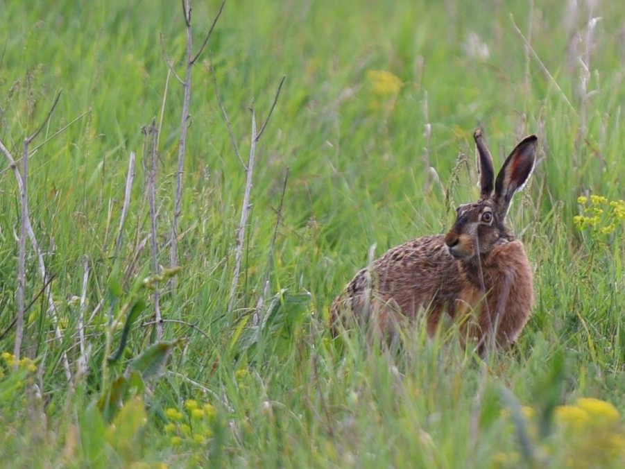 Zajac poľný na poli pri Trnave.