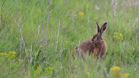 Zajac poľný na poli pri Trnave.
