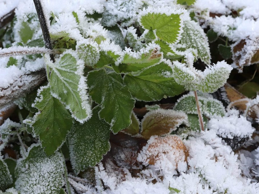Mráz na rastlinách.