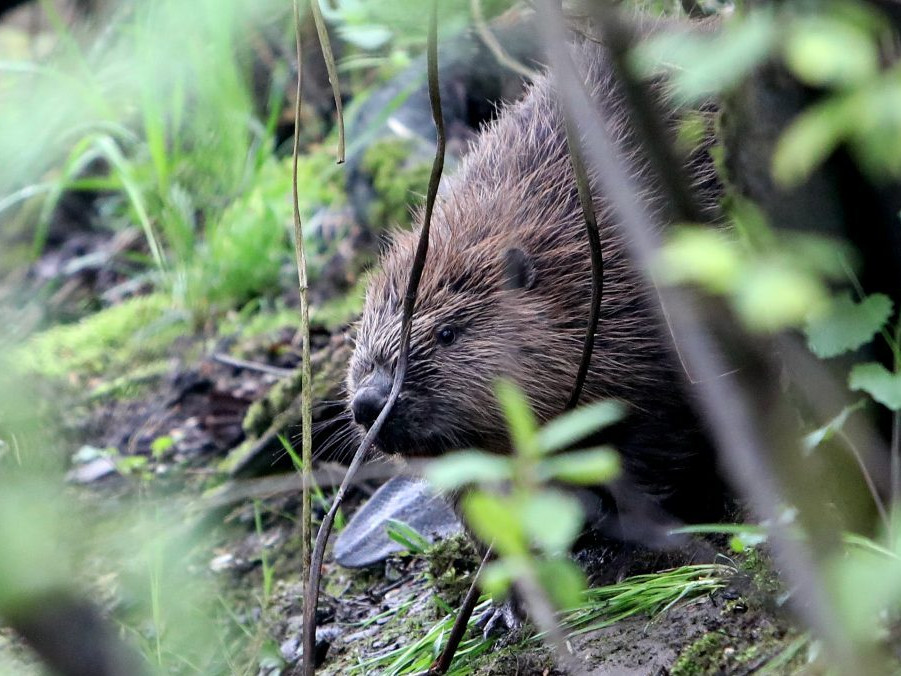 Na ilustračnej snímke bobor vodný.