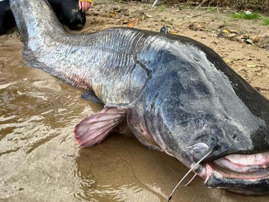 sumec vylovený v Poľsku