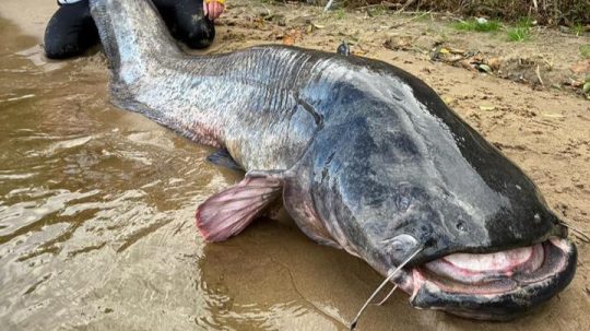 sumec vylovený v Poľsku