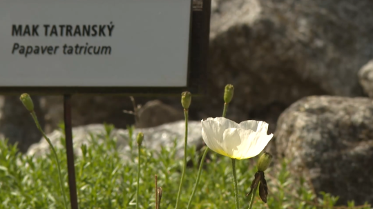 Absolútnou raritou botanickej záhrady v Tatranskej Lomnici je mak tatranský.