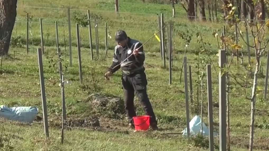 Na severovýchode už prituhlo a rána sú mrazivé: Záhradkári práve teraz sadia ovocné stromy, má to svoje výhody