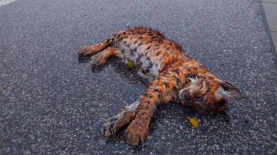 Mladého rysa ostrovida našli na ceste z Popradu do Starého Smokovca.