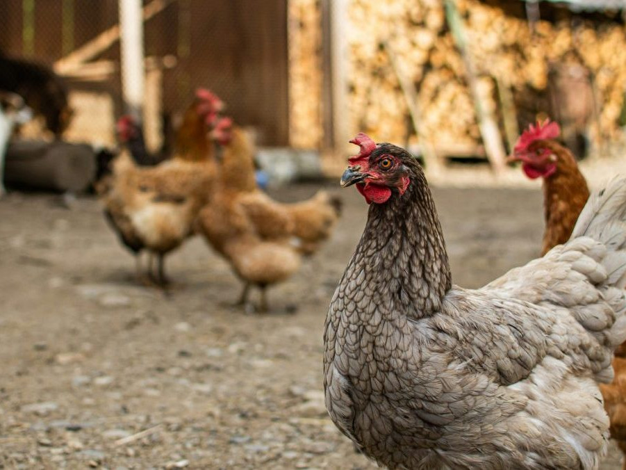 Ilustračná snímka chovu sliepok.