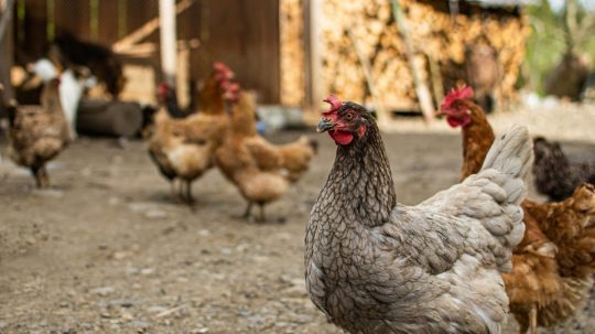 Ilustračná snímka chovu sliepok.