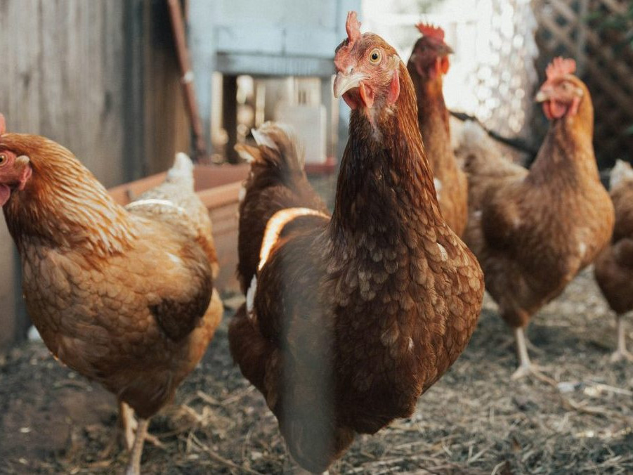 Ilustračná snímka chovu sliepok.