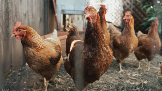 Ilustračná snímka chovu sliepok.