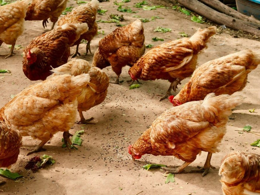 Ilustračná snímka chovu sliepok.