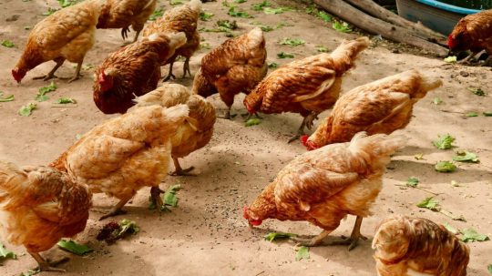 Ilustračná snímka chovu sliepok.