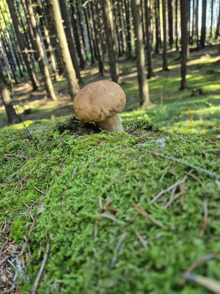 Na snímke huba v machu v lese.
