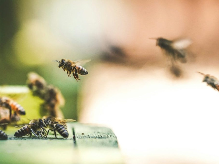 Ilustračná snímka včiel.