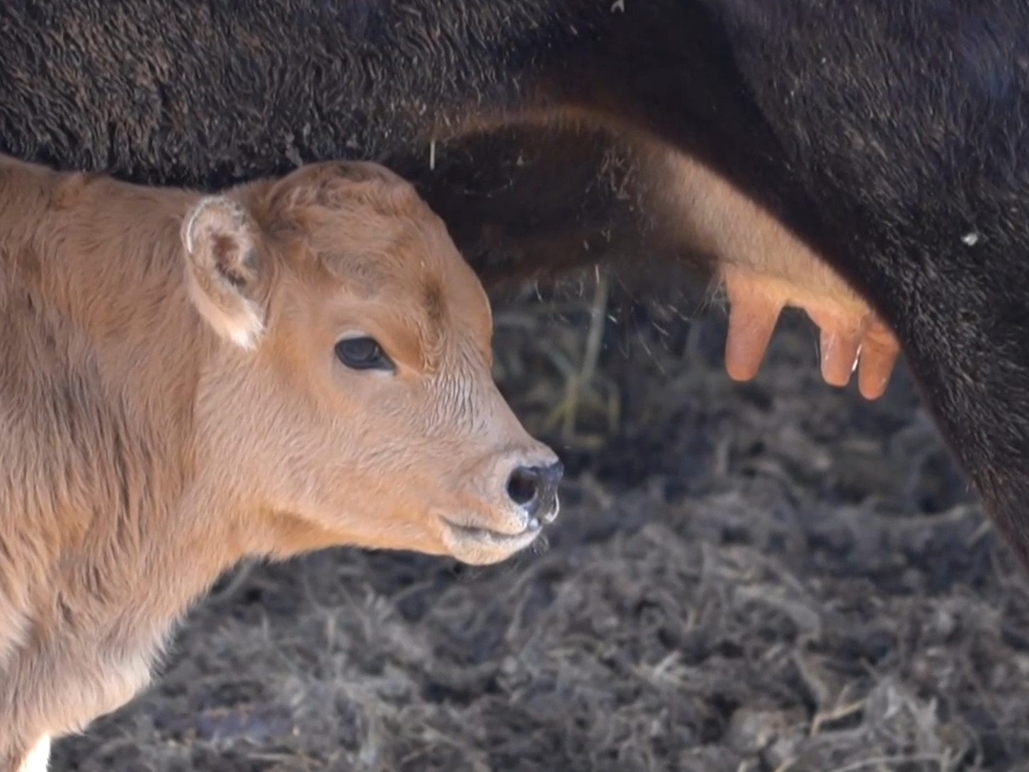 Mláďa pratura dostalo meno Franceska.