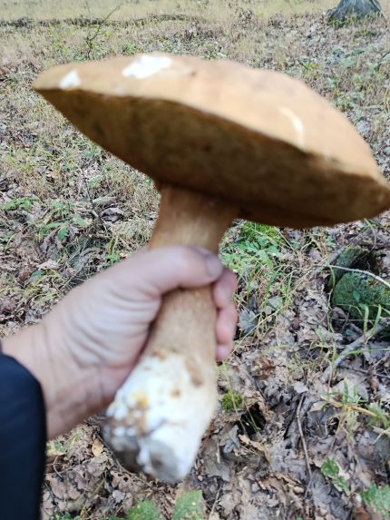 Na snímke huba.