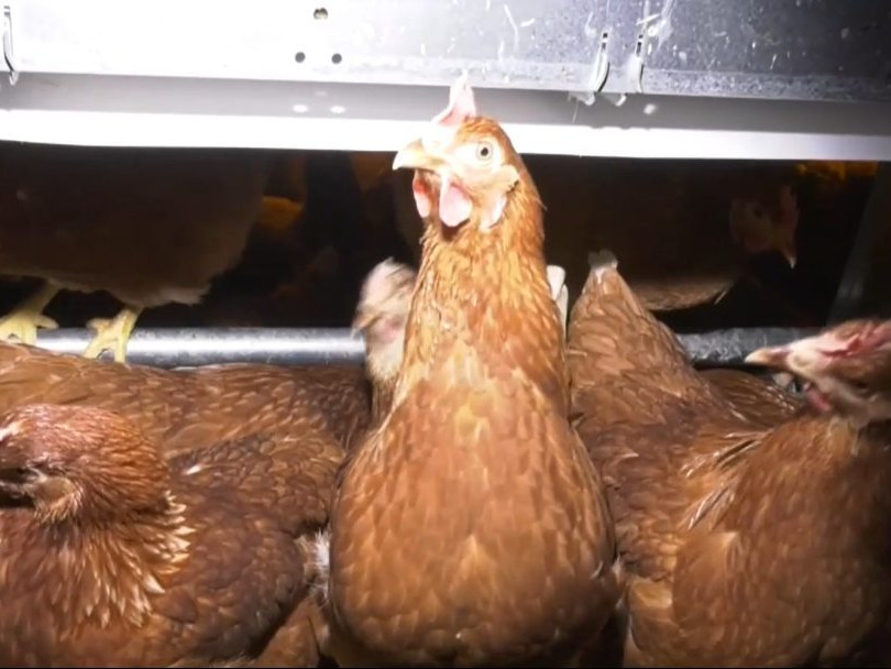 Na snímke sliepky z farmy pri Hlohovci.