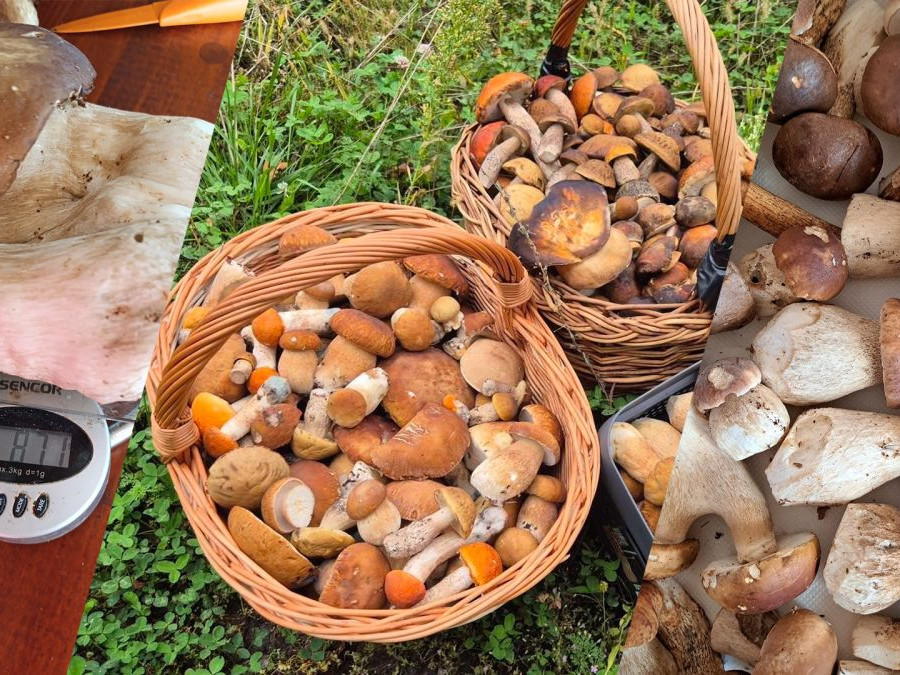 Na snímke huby od čitateľov.