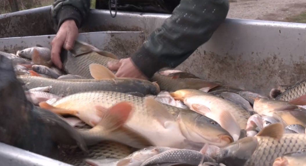Výlov kaprov na Iňačovských rybníkoch ukončia v polovici novembra.