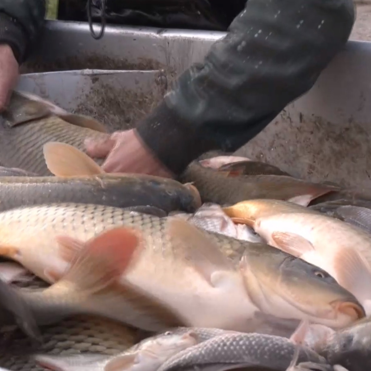 Výlov kaprov na Iňačovských rybníkoch ukončia v polovici novembra.